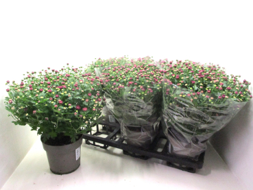 Chrysanthemum ind. lila