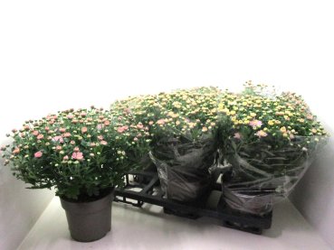 Chrysanthemum ind. rosa