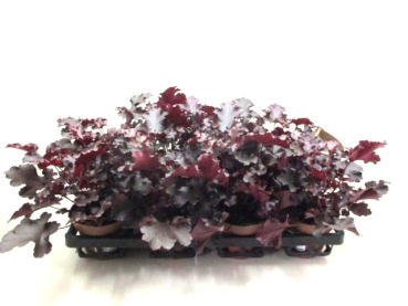 Heuchera rot