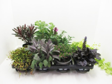 Herbstzauber Mix