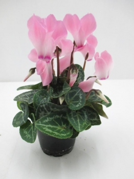 Mini Cyclamen hellrosa