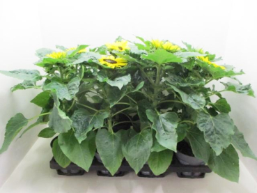 Helianthus annuus