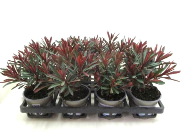 Euphorbia "Purpur"