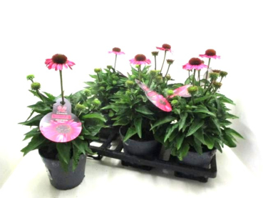 Echinacea purp. rosa