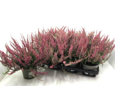 Calluna vulg. rot