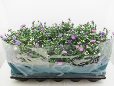 Aster n.b Trio