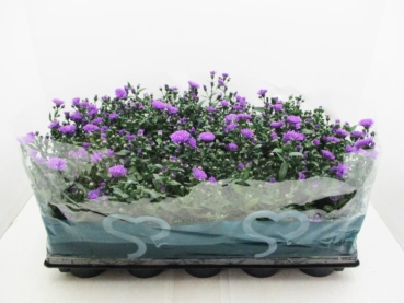 Aster n.b. blau