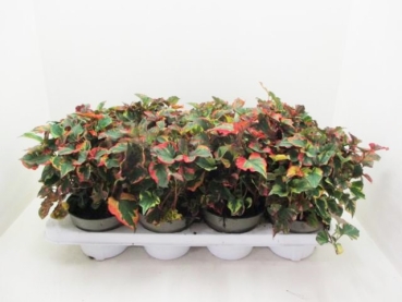 Houttuynia cordata