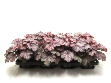 Heuchera Rot/Braun-Töne