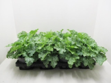 Heuchera grün