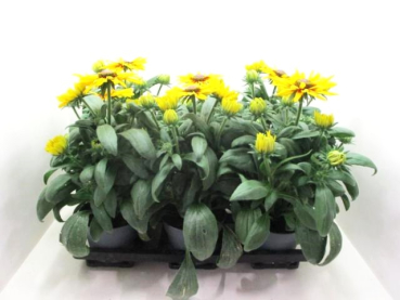 Rudbeckia "Sunbeckia"