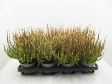 Calluna "Sunset" Zorina