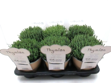 L'Aroma - Thymian faustini