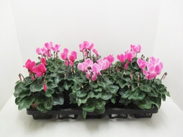 Cyclamen pers. midi rosa