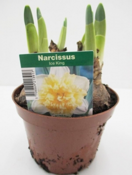 Narcissus  "Ice King"