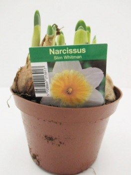 Narcissus  "Slim Whitman"