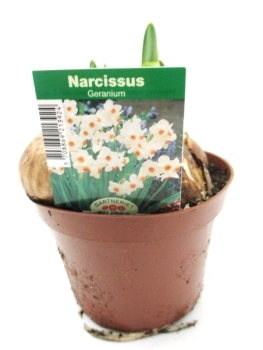 Narcissus  "Geranium"
