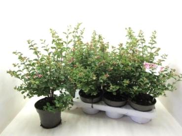 Symphoricarpus rosa