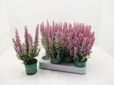 Mini Erica grac. rosa