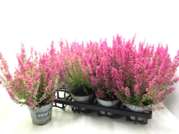 Erica gracilis pink
