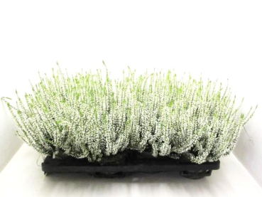 Calluna   vulg. weiß
