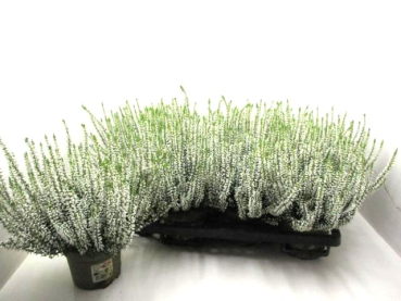 Calluna vulg. weiß