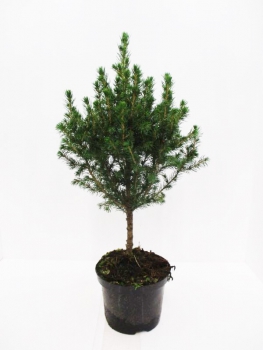 Picea glauca Stamm