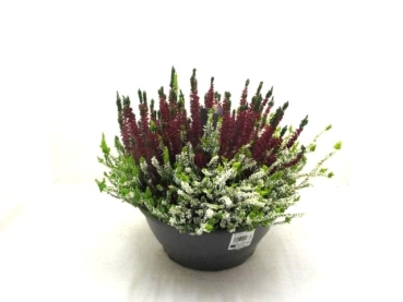 Calluna "Fluffy Kiss"
