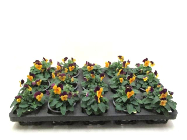 Viola cornuta