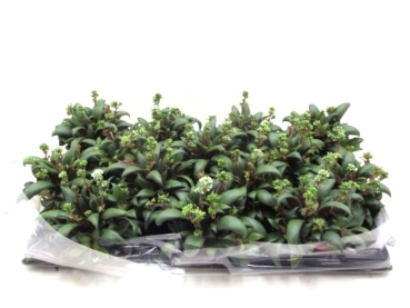 Mini Crassula rosularis