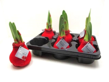 Waxz Samtamaryllis hellrot