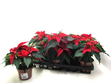 Poinsettia  midi rot
