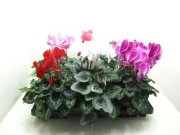 Cyclamen pers. Mix glatt