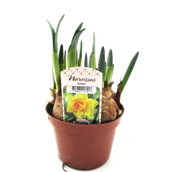 Narcissus  "Fortune"