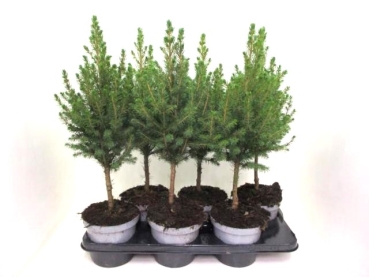 Picea glauca Stämmchen
