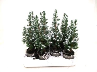 Mini Chamaecyparis thyo. beschneit