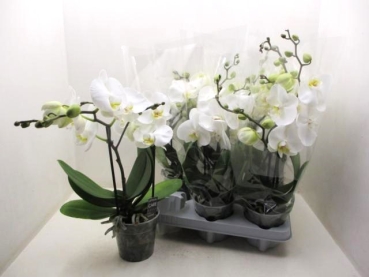 Phalaenopsis 2 Rispen weiß "Big 50"