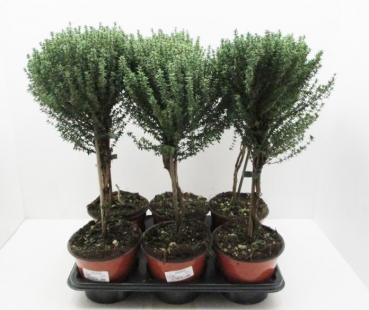 Thymian Stämmchen grün