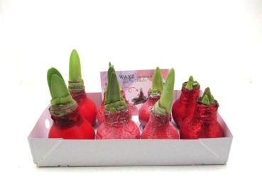 Waxz  Amaryllis Mix rot