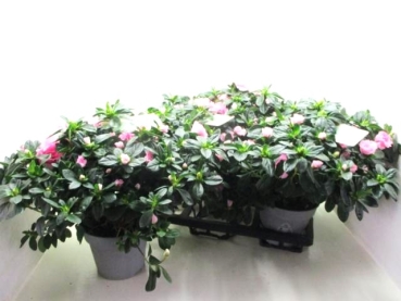 Azaleen Busch "Lea" rosa