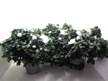 Azaleen Busch "Lea" weiß