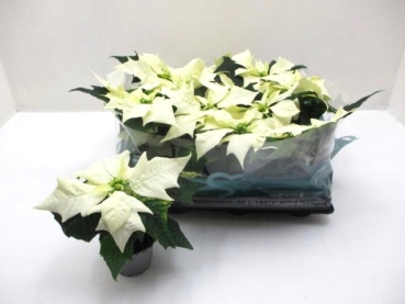 Mini Poinsettia weiß