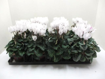 Cyclamen pers. midi weiß