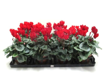 Cyclamen pers. midi rot