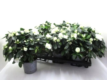 Azaleen "Aiko" weiß