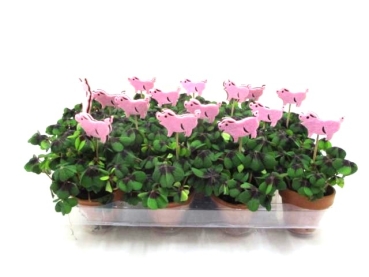 Klee in Tontopf + Filzstecker