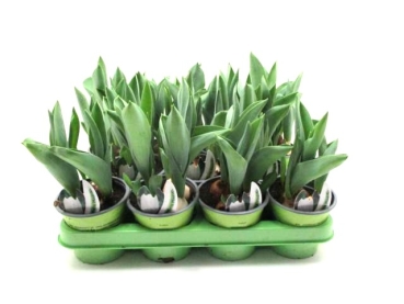 Tulpe  weiß gefüllt "Mondial"