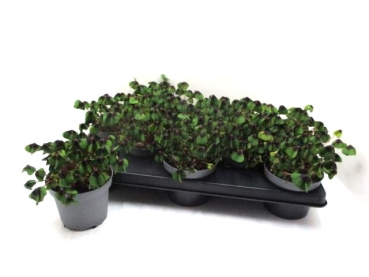 Klee ungeschmückt 12 cm