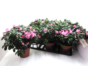 Azaleen "Lea" 22-25 cm pink geflammt