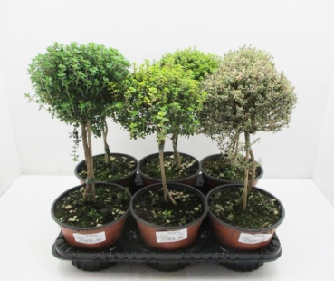 Thymian Stämmchen Mix